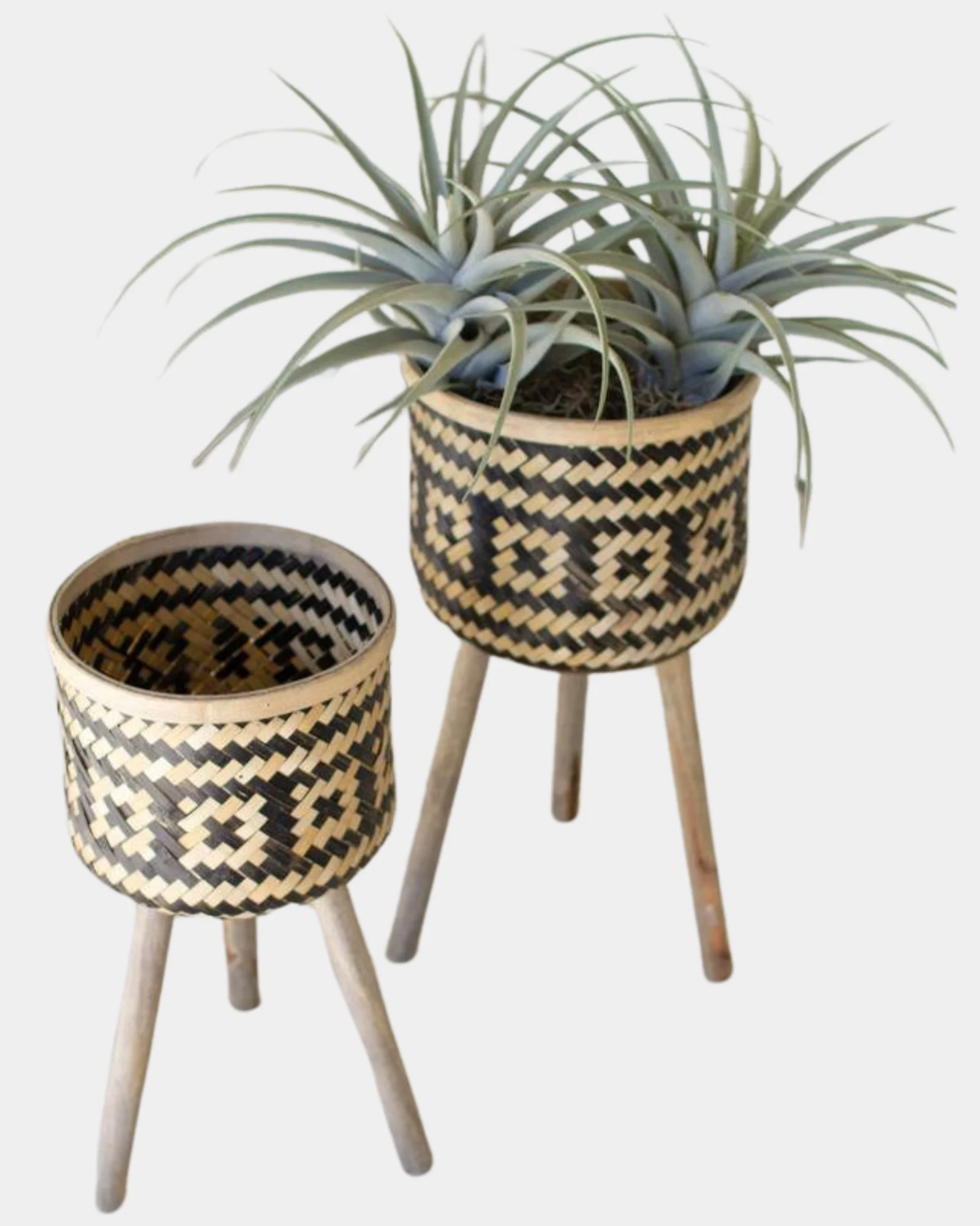 Cane Planters